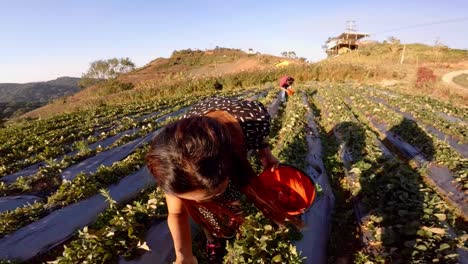 Hermosa-Joven-Recogiendo-Fresas-De-Una-Pequeña-Granja-En-Phetchabun-Tailandia