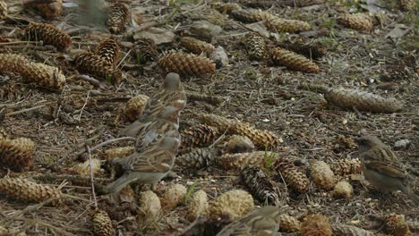 Several-small-House-Sparrows-feed-among-spruce-cones-on-forest-ground