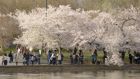 Cerezos-En-Flor-A-Lo-Largo-De-La-Cuenca-Tidal-En-Washington-D