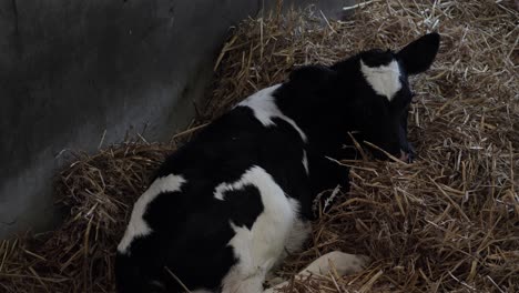 One-week-old-calf-lying-on-straw-in-a-barn