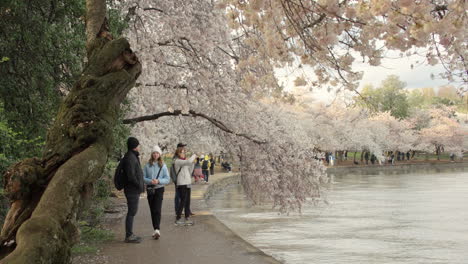 Menschen-Erfreuen-Sich-An-Einem-Frühlingstag-An-Den-Kirschblütenbäumen-Im-Tidal-Basin-In-Washington-D.C.