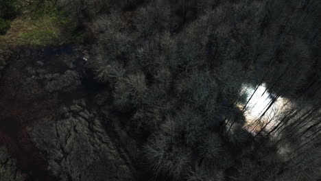 Matorral-De-árboles-En-El-Bosque-De-Frondosas-De-Las-Tierras-Bajas-En-El-área-De-Manejo-De-Vida-Silvestre-De-Bell-Slough-Cerca-De-Mayflower-En-Arkansas