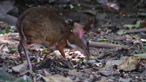 Nach-Rechts-Gerichtet,-Während-Es-Auf-Dem-Boden-Frisst,-Während-Es-Sich-Nach-Links-Und-Herum-Bewegt,-Zwergmaulhirsch-Tragulus-Kanchil,-Thailand