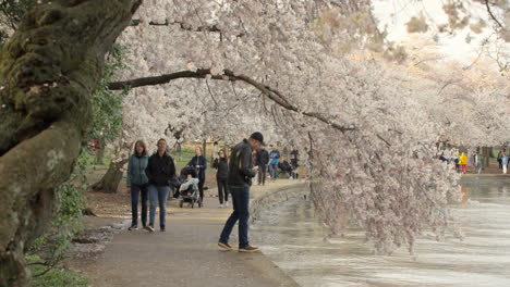 Cherry-Blossom-Season-at-Tidal-Basin-in-Washington-D
