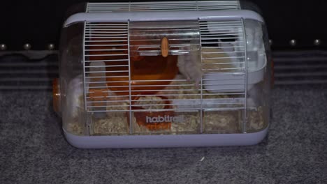 Adorable-hamster-successfully-escapes-from-cage.-Closeup