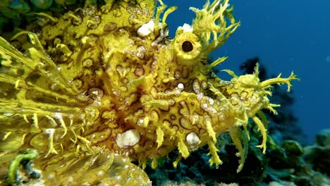 Yellow-weedy-Scorpionfish-Rhinopias-filmed-close-up-in-Mauritus-Island