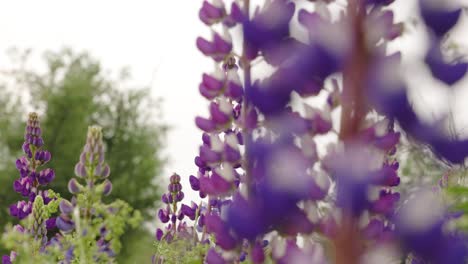 Zeitlupen-Nahaufnahme-Wunderschöner-Lavendelpflanzen,-Die-An-Einem-Frühlingstag-Im-Ländlichen-Nova-Scotia,-Kanada,-Im-Wind-Wehen