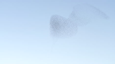 Starling-Murmuration-Against-Sunny-Sky.-low-angle