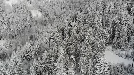 Willkommen-Im-Winterwunderland---Genießen-Sie-Den-Flug-über-Schneebedeckte-Fichtenwälder