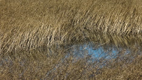 Getrocknetes-Gras-Am-Grassy-Lake-Im-Bell-Slough-State-Wildlife-Management-Area-In-Mayflower,-Arkansas,-USA