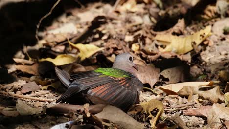 Seen-on-the-ground-chirping-spreading-its-wings-under-the-morning-sun,-Asian-Emerald-Dove-Chalcophaps-indica,-Thailand