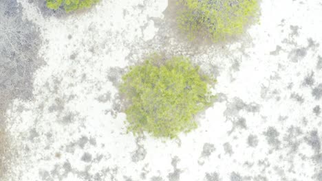 Vogelperspektive-Luftaufnahme-über-Sanddünen-Und-Pinien,-Cape-Henlopen-State-Park,-Delaware,-Vereinigte-Staaten