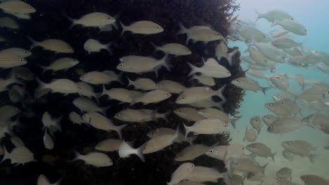 School-of-Tomtate-fishes-swimming-close-to-a-reef