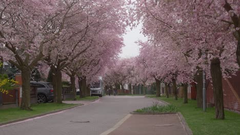 Kirschblütenbäume-Säumen-Im-Frühling-Die-Straßen-Der-Wohnsiedlung