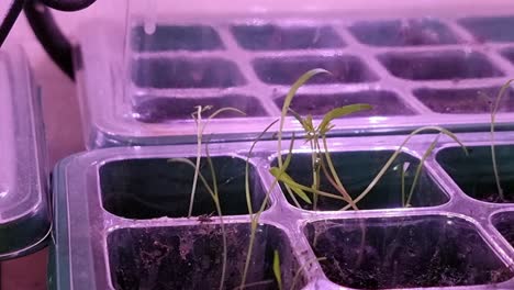 Hand-checking-fresh-seedling-plants-under-ultraviolet-indoor-greenhouse-unit