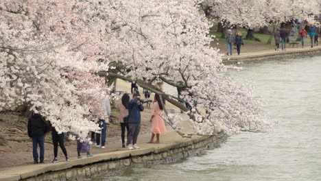 Washington-DC's-Tidal-Basin-Cherry-Blossom-Trees-in-Full-Bloom