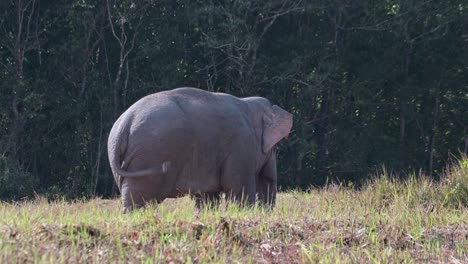 Visto-De-Costado-Y-De-Espaldas-Moviendo-La-Cola-Y-Batiendo-Las-Orejas-Como-Se-Ve-Fuera-Del-Bosque,-Elefante-Indio-Elephas-Maximus-Indicus,-Tailandia