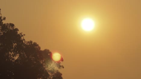 Amanecer-Sobre-Un-Gran-árbol-De-Goma-Gran-Sol-Naranja-Claro-Brumoso-Timelapse-Australia-Victoria-Gippsland-Maffra