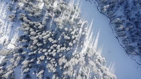 Vista-De-Arriba-Hacia-Abajo-De-Drones-Sobre-El-Paisaje-De-árboles-Forestales-Cubiertos-De-Nieve-Blanca-Congelada