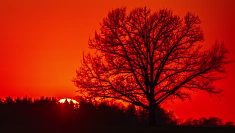 Beschleunigter-Sonnenuntergang-Hinter-Einem-Baumsilhouette