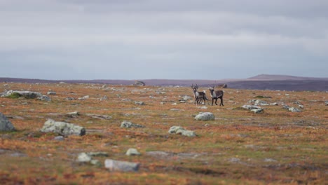 Reindeers-trot-through-the-expanse-of-the-autumn-tundra