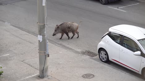 A-wild-boar-crosses-the-road-in-a-residential-neighborhood-in-Haifa,-Israel