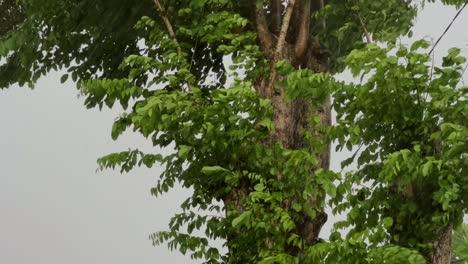 Hojas-De-árbol-Arrastradas-Por-El-Viento-Durante-Fuertes-Lluvias.