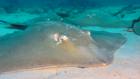 four-large-stingrays-rest-at-sandy-bottom-in-Indian-Ocean