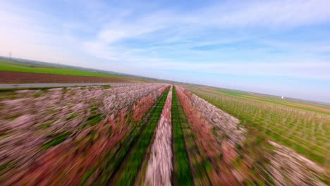 FPV-Drone-Flight-Over-Apricot-Orchard-In-The-Countryside