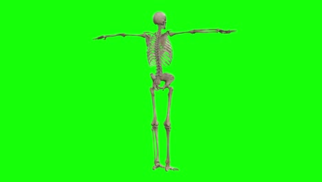 Ein-Skelett-3D-Charakter-In-T-Pose,-Der-Sich-Um-360-Grad-Auf-Einem-Greenscreen-Dreht,-Nahtlose-3D-Animation