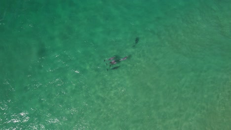 Bottlenose-Dolphins-In-Australian-Seascape---Aerial-Top-Down