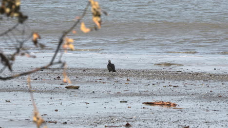 Static-shot-of-a-black-vulture-hunting-on-the-beach-at-Cebaco-island