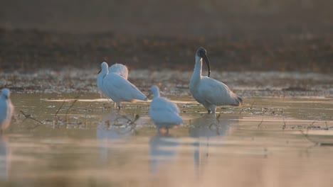 Ibis-De-Cabeza-Negra-En-El-Humedal-Por-La-Mañana