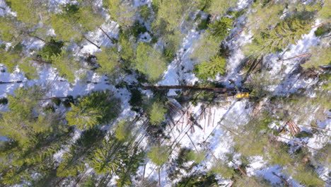 Deforesting-by-harvester-navigating-snowy-forest-track-in-Sweden