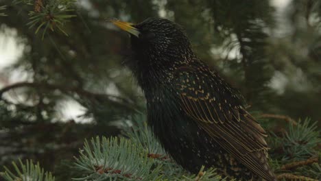 Common-Starling-bird-on-Spruce-tree-branch-chirps-in-falling-snow