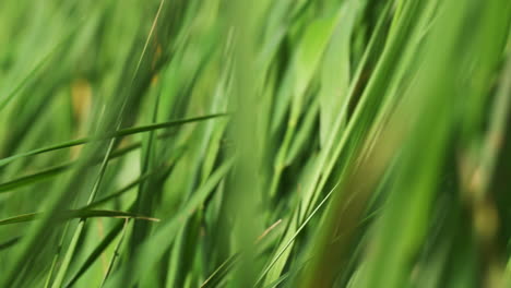 Green-grass-blades-sway-in-spring-breeze