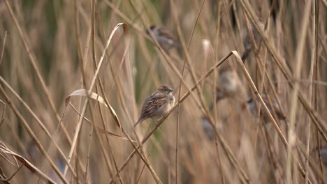 Female-House-Sparrow-Passer-Domesticus-Perched-on-Reed,-Bokeh-Closeup