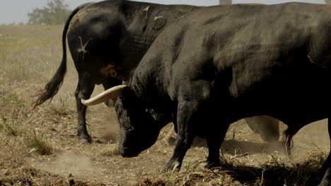 4K-Footage-Of-An-Angry-Bull