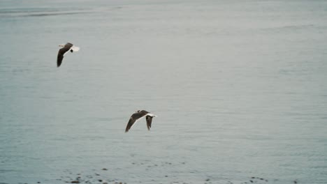 Dolphin-Gull-Birds-Flying-Near-Ushuaia-Resort-Town-In-Tierra-del-Fuego-Archipelago,-Argentina