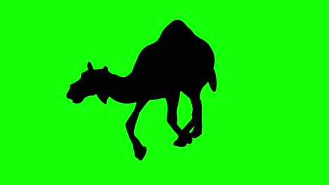 A-silhouette-of-a-camel-running-on-green-screen,-perspective-view