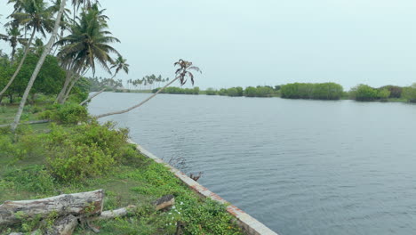 Manglares-En-La-Orilla-Del-Lago-Y-La-Orilla-Del-Mar