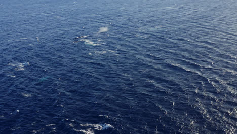 Eine-Herde-Buckelwale-Schwimmt,-Springt-Und-Spritzt-Während-Der-Paarungszeit-Auf-Maui,-Hawaii,-Wasser-Aus-Den-Blaslöchern
