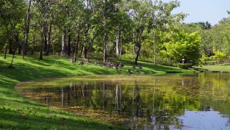 Serene-Public-Park-Scene-with-Pond,-Lush-Lawn,-and-Geese-Foraging-for-Food-on-a-Sunny-Day