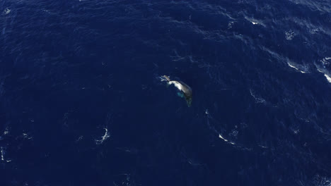 Aerial-shot-of-a-single-humpback-whale-swimming-in-a-circular-pattern-in-deep-blue-water