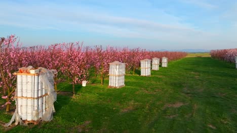 Feuertöpfe-Zum-Schutz-Von-Aprikosenblüten-Im-Obstgarten