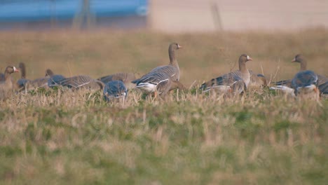 Brown-geese-graze-in-a-meadow