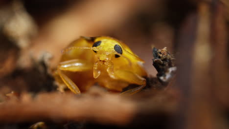 Orange-ladybird-struggles-to-climb-onto-leaf-in-undergrowth