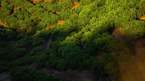 Sombra-En-Movimiento-Exuberante-Vegetación-Verde-Densa-Fértil-Suelo-Amarillo-Time-lapse