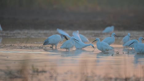 Black-Headed-Ibis-and-Little-Egrets-Fishing-in-Lake-in-Sunrise