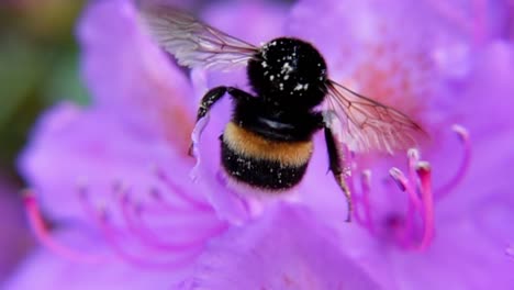 Buff-tailed-Bumblebee-Pollinating-Pink-Flower-In-Bloom
